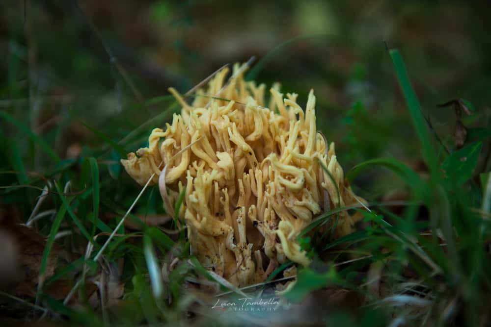 Sarnanogo - Fotografare l'autunno sui Sibillini - funghi